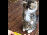 Mama Verilince Sevincinden Alkış Tutan Kedi