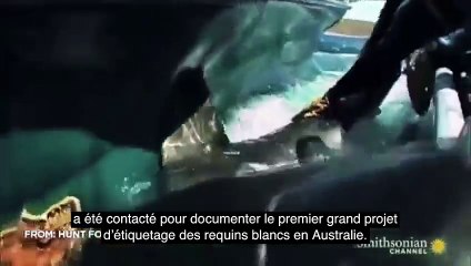 Un super predateur mange un requin