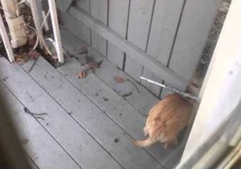 Doggy Device Trumps This Pup's Wandering Ways