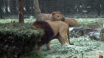 Aslanların karda beslenmesi vahşi doğayı aratmadı