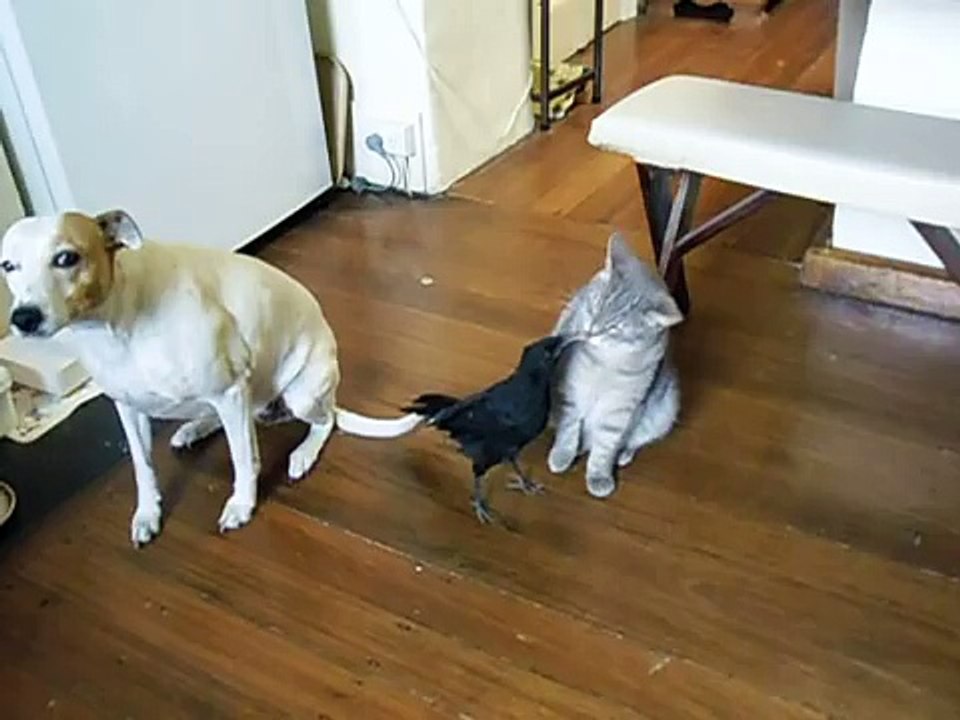 LUNCH TIME !