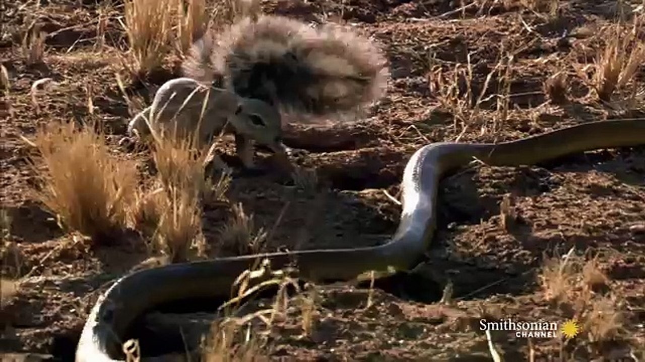 Mongoose Vs. Cobra