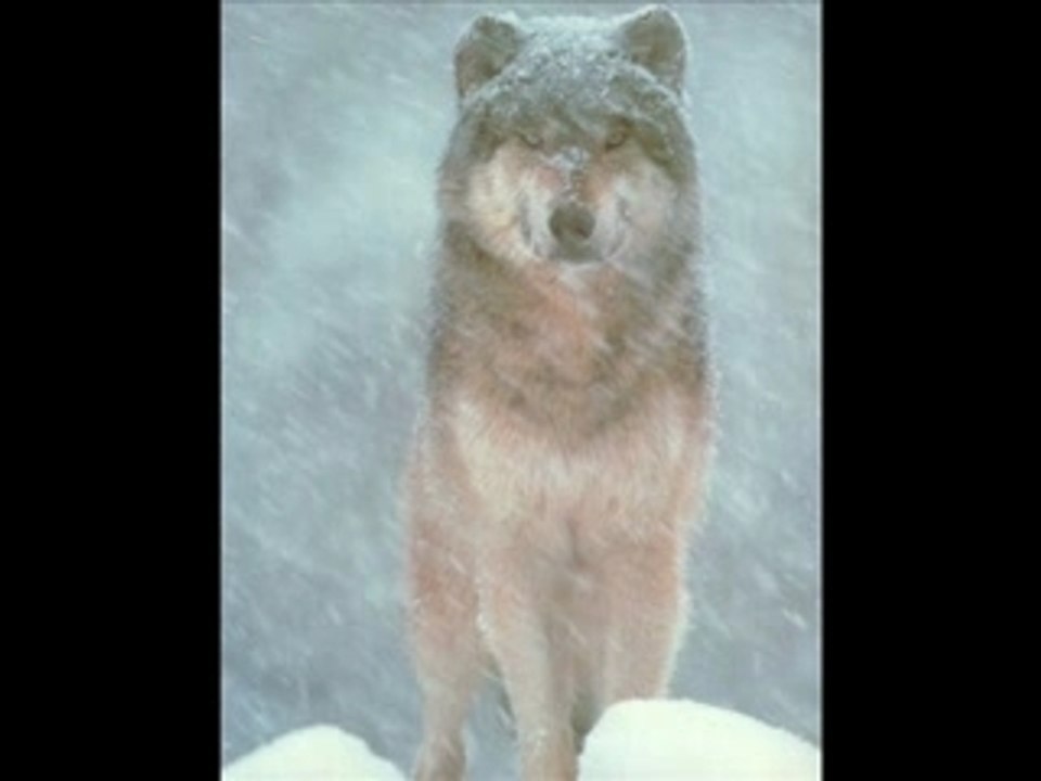 Diapo le klan du loup