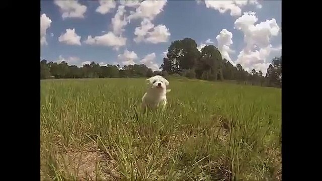Meet Bucky the Bichon Frise for sale in Florida - Tampa - Miami - Sarasota - Orlando