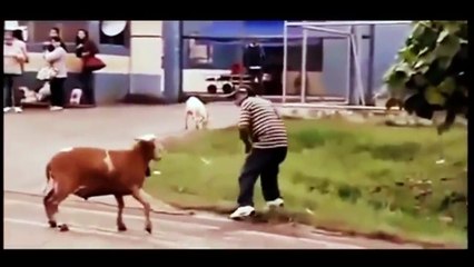pakistani funny clips   funny video   Pakistani Funny Clips پاکستانی بکرے کے کمال