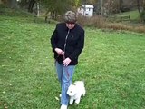 Dog Training Session 3 Week 3 with  Bichon Frise The 