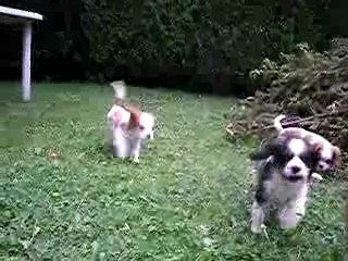 Premiere sortie pour les chiots