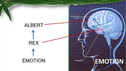 4 Steps To Control Triggers When You Quit Weed
