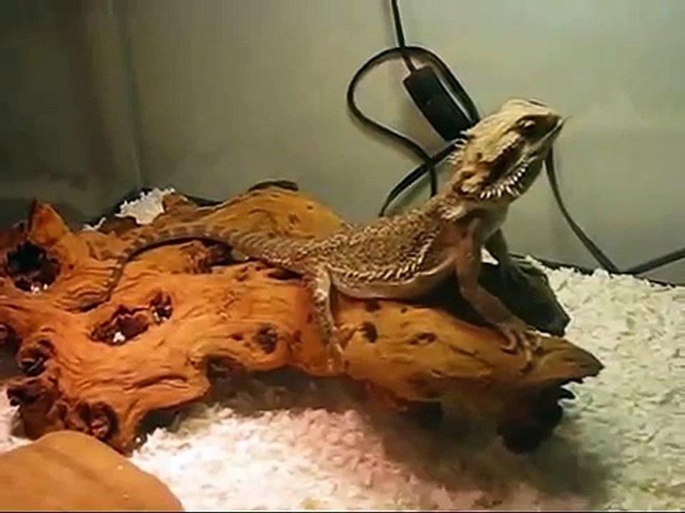 Bearded Dragon Secret Manual | Honest Bearded Dragon Secret Manual Review