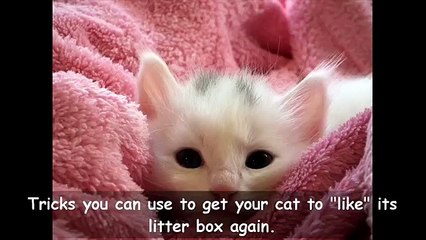 Cat Spraying No More Review | Important | Cat Spraying No More Reviews