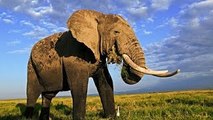 AFRICAN ANIMALS and the Emperor Elephant [Nature Wildlife Documentary]