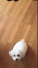 Puppy tricks: Loula the 12 week old Bichon Frise showcases her basic tricks.