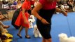 Funny Cute Bichon Frise Dog | Funny Animals Video.Mp4