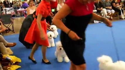 Funny Cute Bichon Frise Dog | Funny Animals Video.Mp4