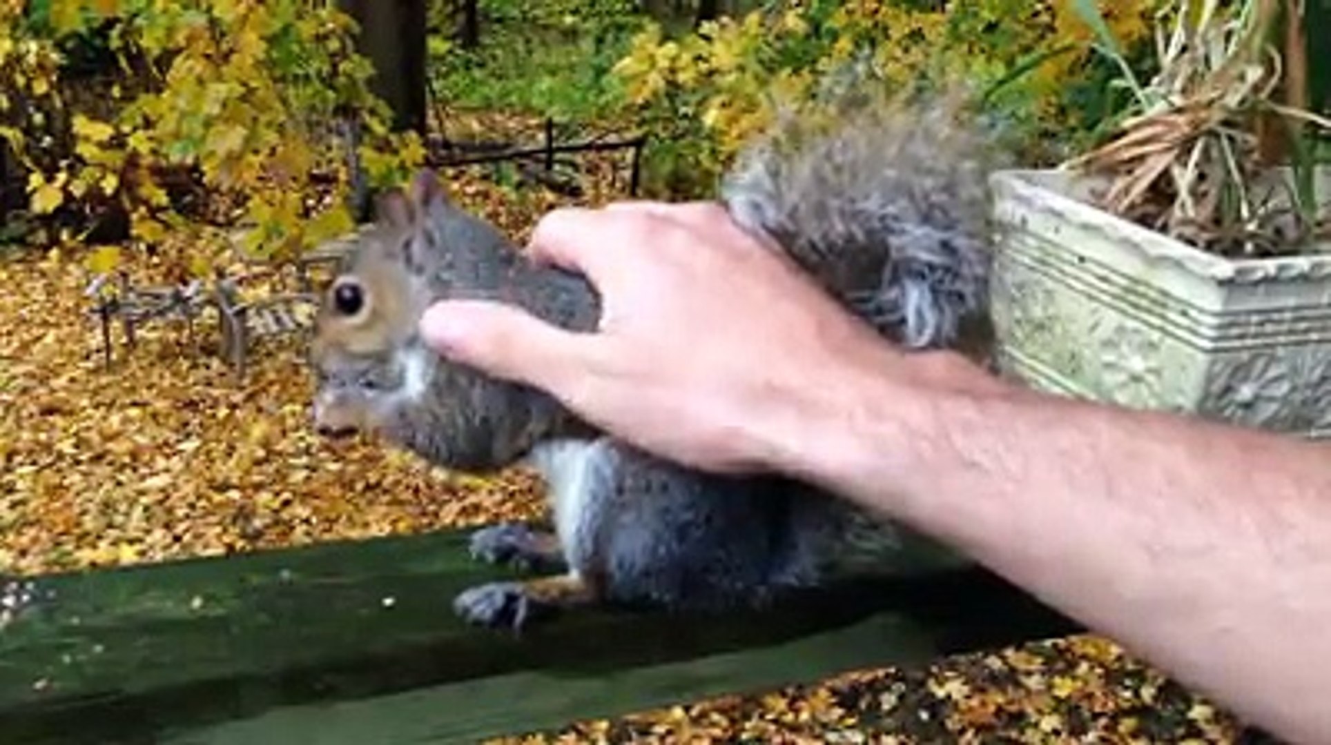 Groundhogs - Squirrels - and Chipmunks