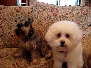 Pippa Miniature Schnauzer Mitzi Bichon Frise