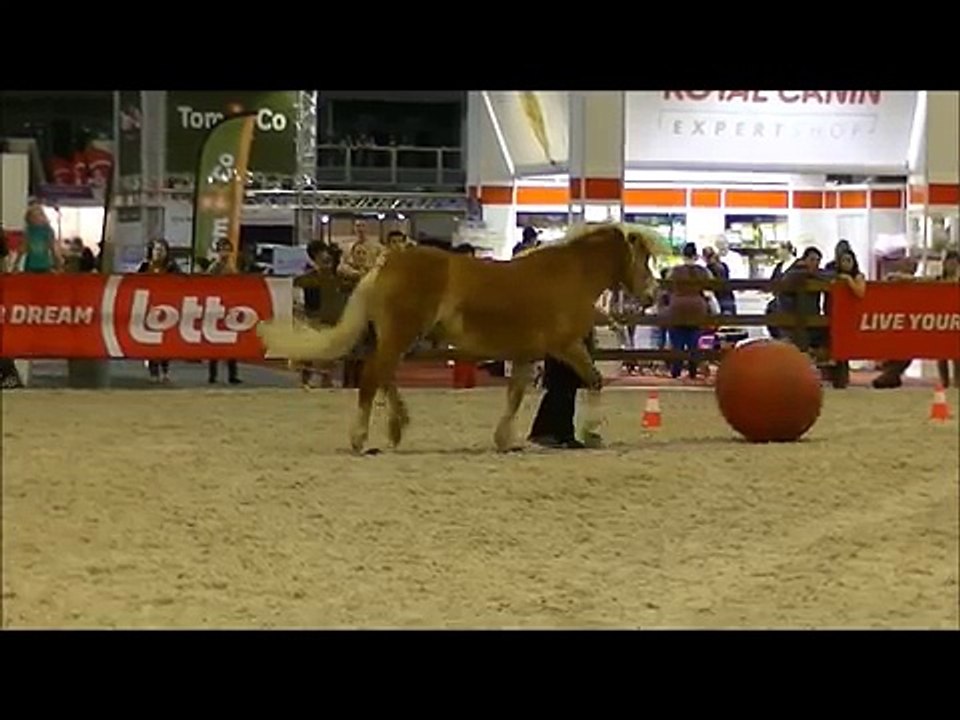 Beestjes en Baasjes 2014 - Clickertraining met paarden: speeltijd!!