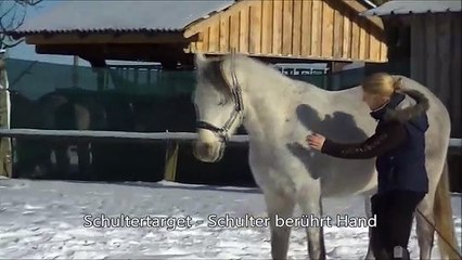 Kurtis Tricks - Clickertraining