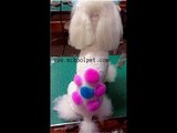 Poodle Creative Bichon Frise