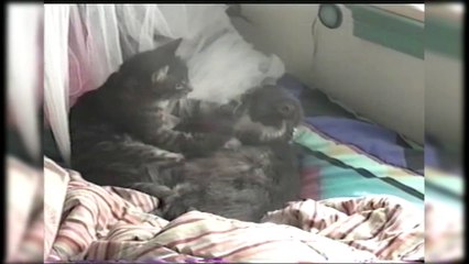 12 Adorable Animals Who Found Their Valentines