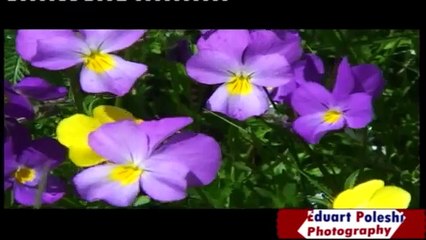 Albania Diber Dardhe Lure Rec 2014 (Latest Sport)