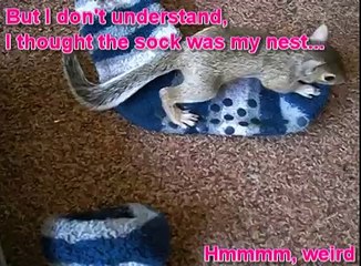 Funny and Cute Baby Squirrel Finding His New Nest - Success Story of Mon Mini Part 3