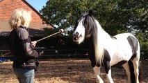 Zirkuslektionen/ Clickertraining mit Pferden Inya Lektionen Teil 2