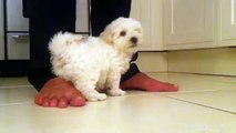 Leo - Bichon Frise / Poodle Cross Puppy