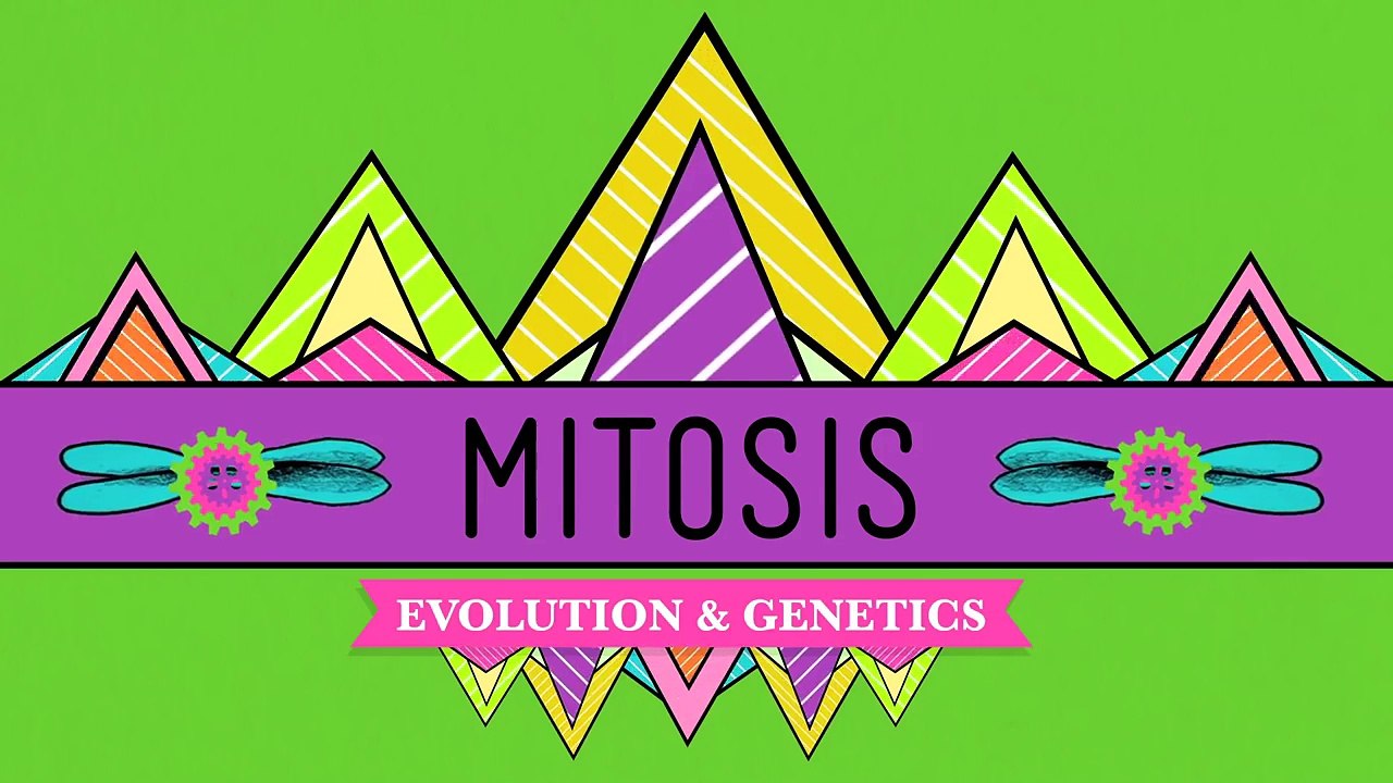 Mitosis: Splitting Up is Complicated - Crash Course Biology #12