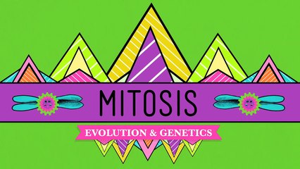 Mitosis: Splitting Up is Complicated - Crash Course Biology #12