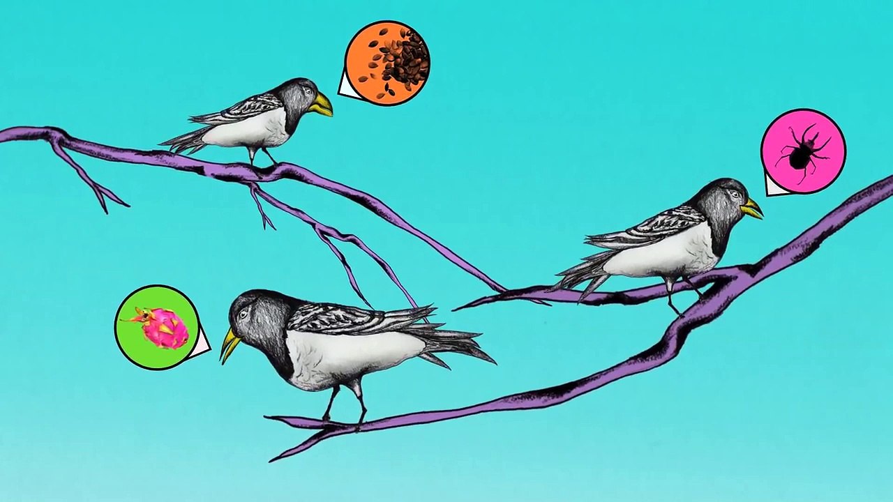 Natural Selection - Crash Course Biology #14