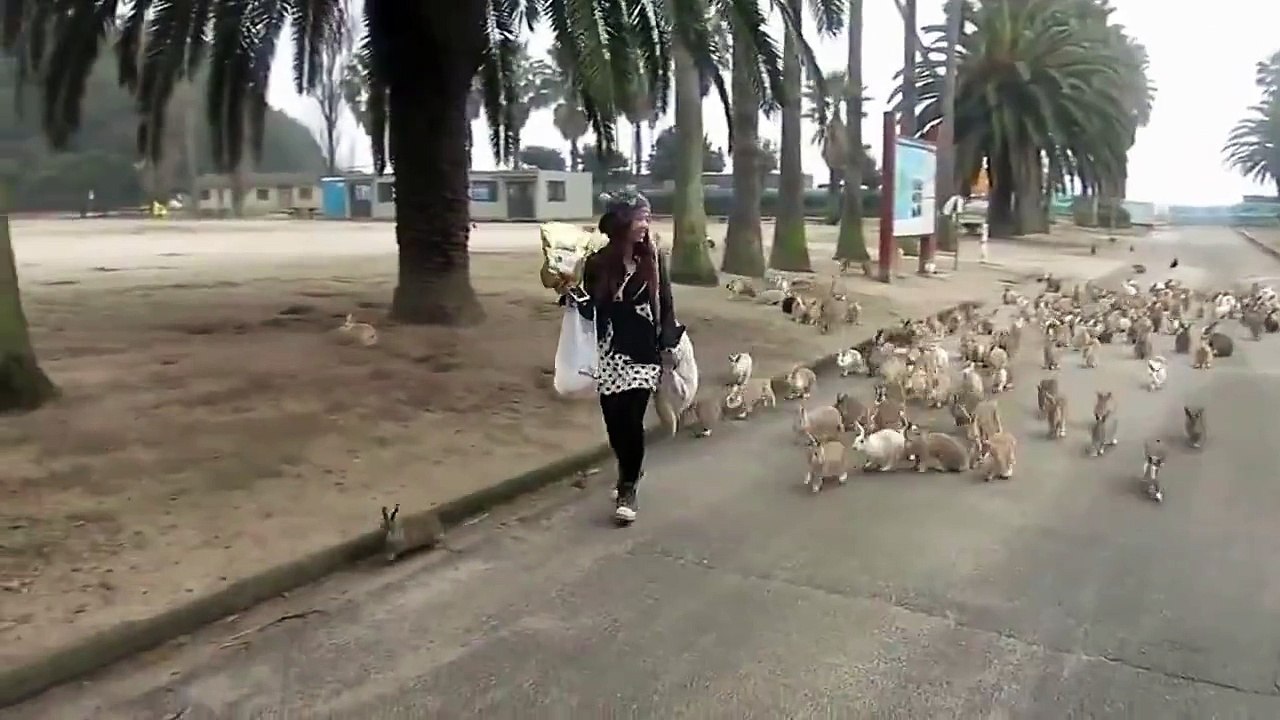 Rabit animal