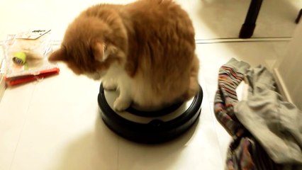 cat get on roomba - funny cat video