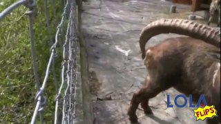 This Goat Has a Clever Way of Scratching His Rear End
