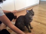 Cat Training: Katze Tinkerbell beim Clickertraining