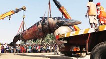 30-feet whale washes ashore at Mumbai’s Juhu Beach
