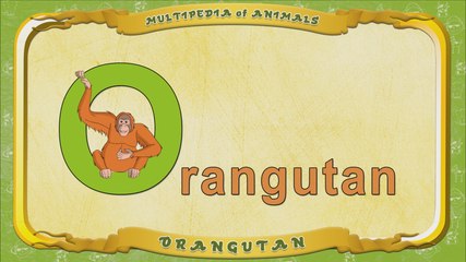 Multipedia of Animals. Letter O - Orangutan