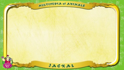 Multipedia of Animals. Letter J - Jackal