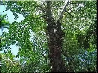 #‎Hooponopono‬ :Cuento - Puntos de vista - Incluye reflexión