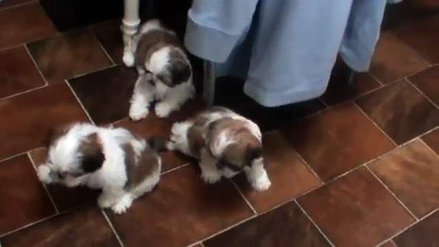 Vous voyez ces trois chiots adorables ? Ne perdez surtout pas leurs têtes des yeux... MDR