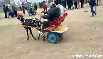 funny video hd official  VID-20151028-WA0028