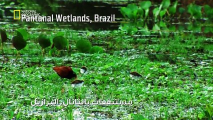 حيوانات باتت جامحة HD : شبيهة البشر