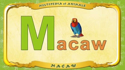 Multipedia of Animals. Letter M - Macaw
