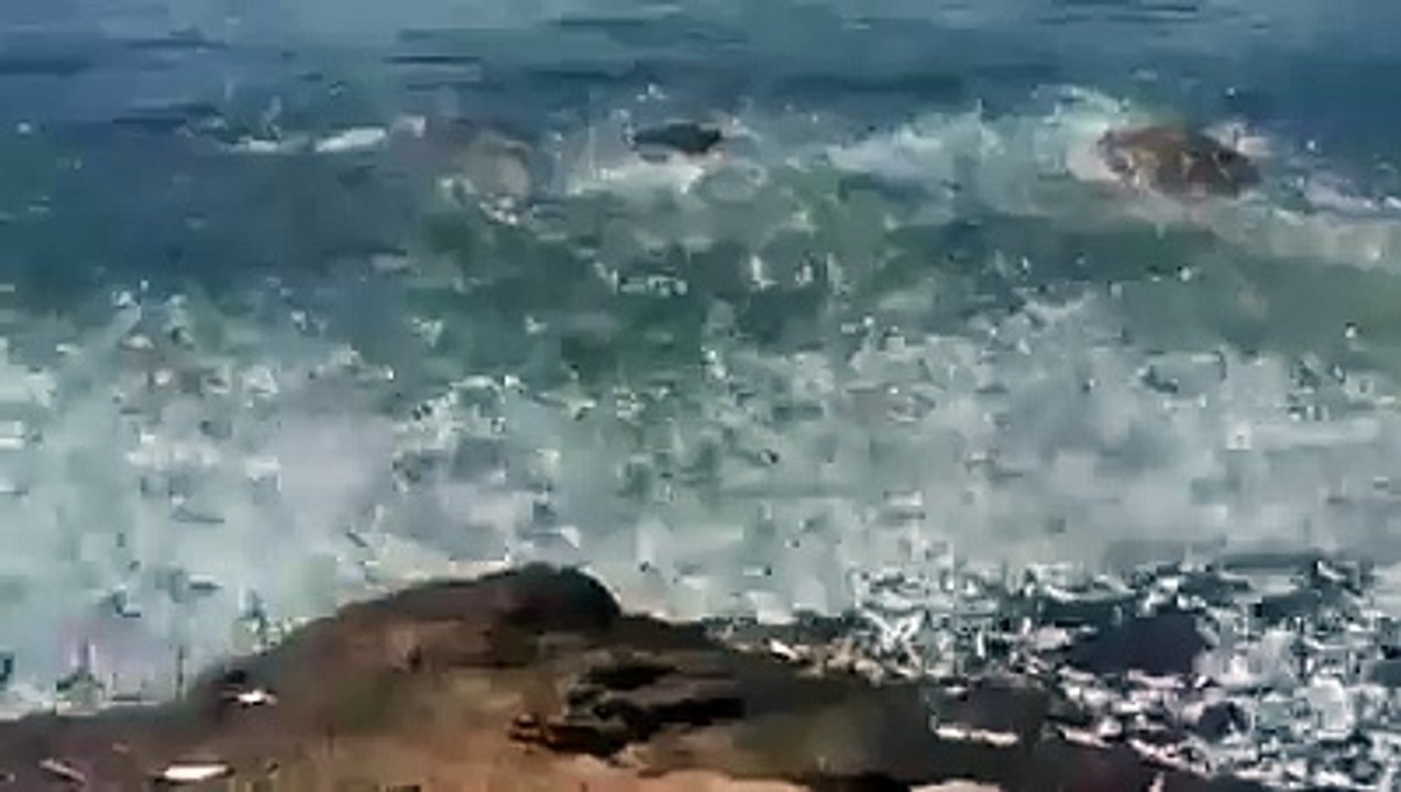 Happened in Hong Kong. Waves of sardines.