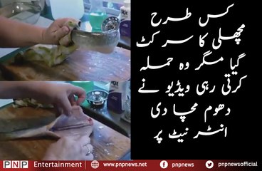 How a Fish is Attacking Even After Lost the Head| PNPNews.net