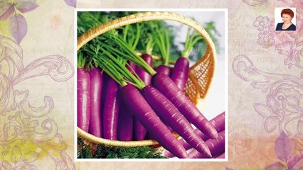 ВЕСЕЛАЯ МОРКОВЬ (MERRY CARROT)