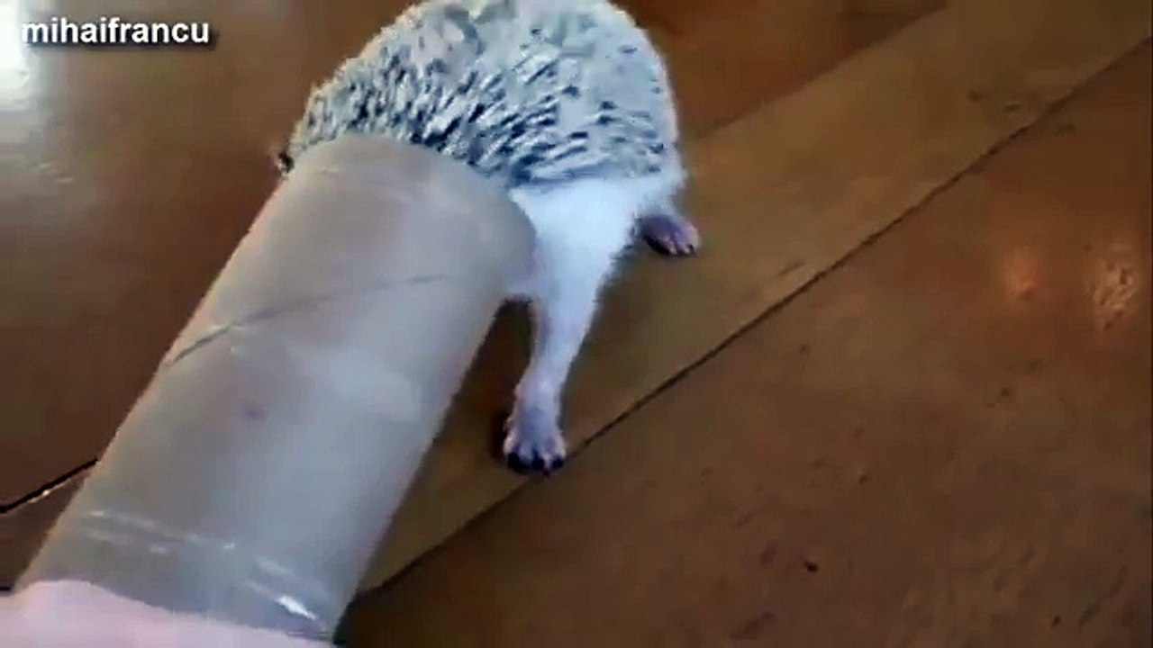 Cute And Funny Hedgehog Videos