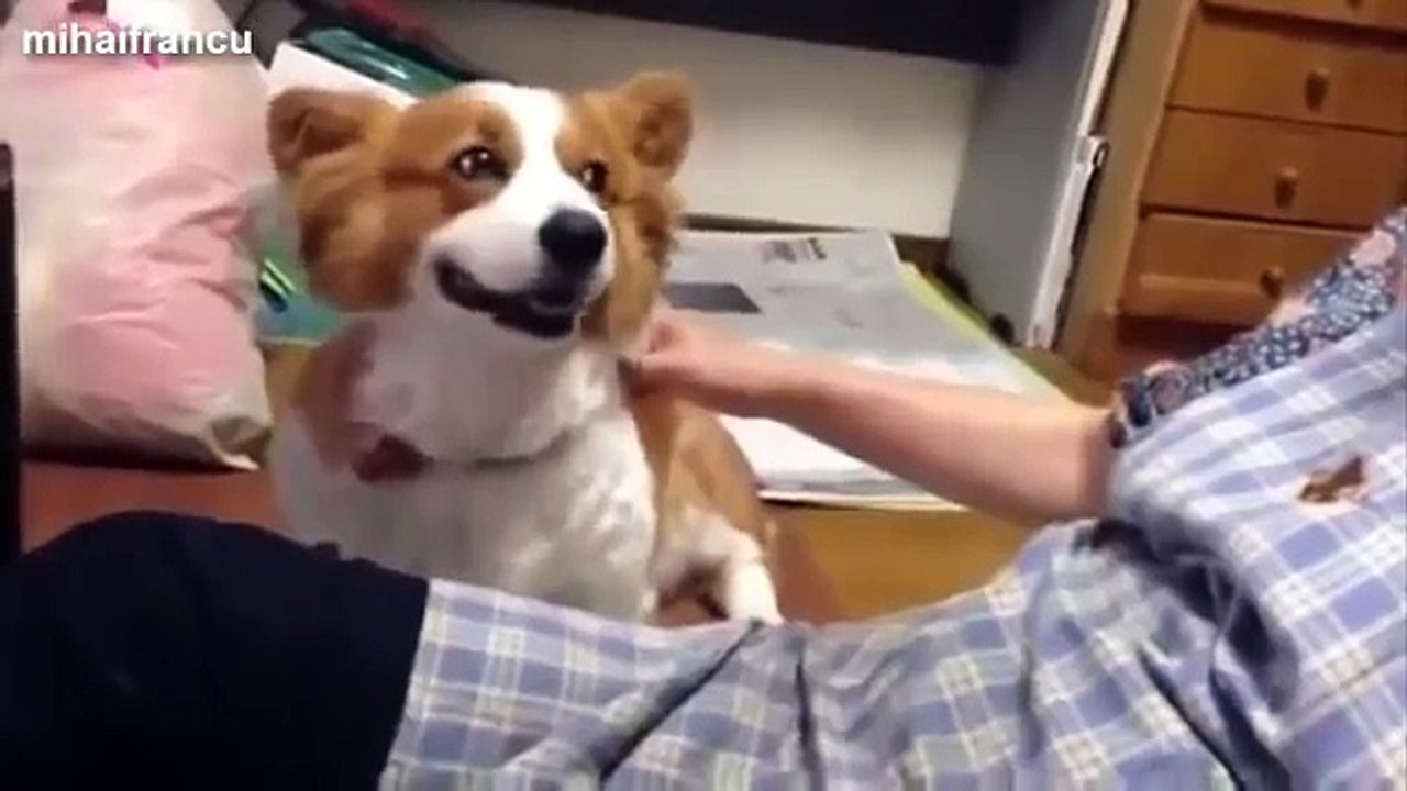 Cute Dogs Demanding Petting