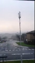 TRAMPOLINE TRAMPOLINE (CRAZY WINDS)