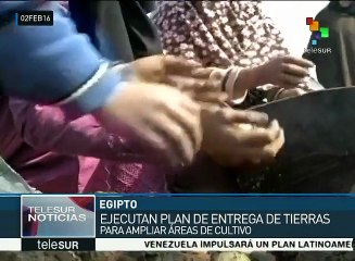Egipto activa proyecto de distribución de tierras para la agricultura